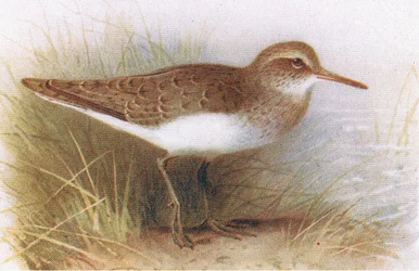 イギリスの島の鳥とその卵からの一般的なシギフレデリックワーン＆Co Ltdによって1958年に発行