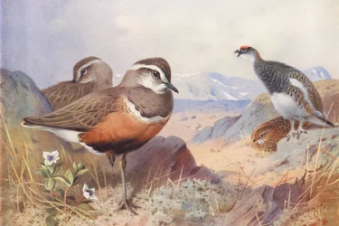 チョウゲンボウ、雷鳥（オスとメス、夏）（カラーリトグラフ）