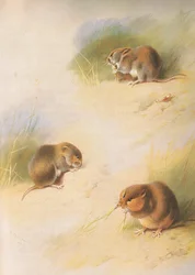 ロングマンズアンドカンパニー発行のThorburns MammalsのField Vole、Bank Vole、Orkney Vole c。 1920年
