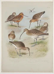 ゴジュウカラとカルガモ、1915年頃（ボードに鉛筆の上に水彩とボディカラーを使用