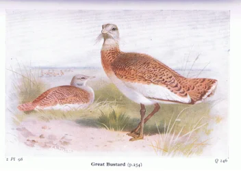 イギリス諸島の鳥とその卵からの偉大なバスタード、1958年フレデリックワーン＆Co Ltdから出版