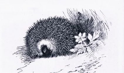 ハリネズミ、イギリスの自然、コリンズ発行、1946