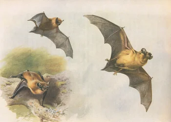 LongmansとCoによって発行されたThorburns哺乳類からのPipistrelleまたはCommon Bat、c。 1920年