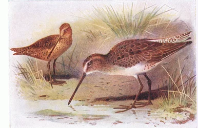 英国の島の鳥とその卵からのレッドブレストスナイプ、1958年フレデリックワーン＆カンパニー発行