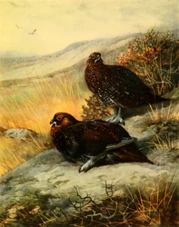 「アカライチョウ」、1908 年、1942 年。
