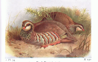 イギリスの島の鳥とその卵からの赤い脚のヤマウズラ。1958年にFrederick Warne＆Co Ltdが発行