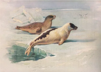 Longmans and Coから出版されたThorburns哺乳類のリングシールとハープシールc。 1920年