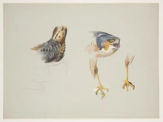 コウライシギの尻とスズメノテッポウの頭と足 1915年頃（紙に鉛筆の上に水彩とボディカラーを使用