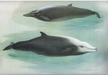 ソワービーのクジラとキュビエのクジラ、ソーバーンの哺乳類からロングマンズアンドカンパニー発行、1920年頃