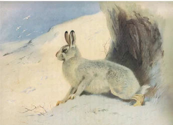ロングマンズアンドカンパニー発行のThorburns哺乳類の冬の山野ウサギc。 1920年