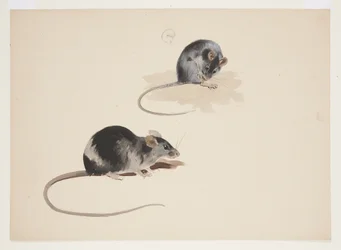 黒ネズミの2つの習作、1915年頃（紙に鉛筆の上に水彩とボディカラー）。