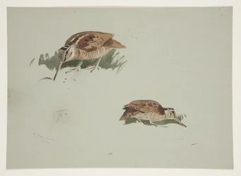 ヤマシギの二つの小景、約1915年
