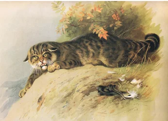 ワイルドマン、ロングマンズアンドカンパニー発行のThorburns哺乳類のc。 1920年