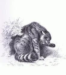 山猫」（ブッククラブアソシエイツ刊