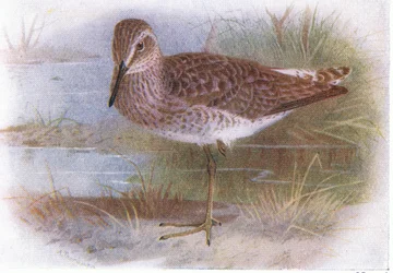 イギリスの島の鳥とその卵からのウッドサンドパイパー、1958年Frederick Warne＆Co Ltdから出版