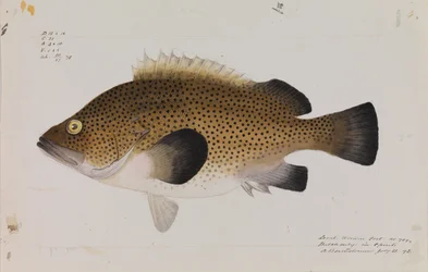 東ウィラ、Acanthistius ocellatus