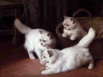 3匹の白いアンゴラの子猫（油彩・キャンバス）