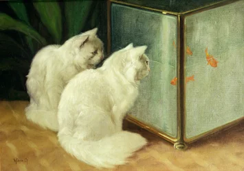 金魚を眺める白猫たち