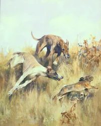 Greyhounds Giving Chase (紙にグワッシュ)