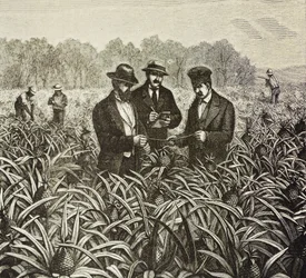 イングランド（19世紀）。植民地化（1880年）。バハマ・パイナップル栽培。ニュープロビデンス島のイギリス植民地。パイナップルはナッソー港からの輸出品のひとつで、最も重要なものだった。エングレーヴィング。個人蔵