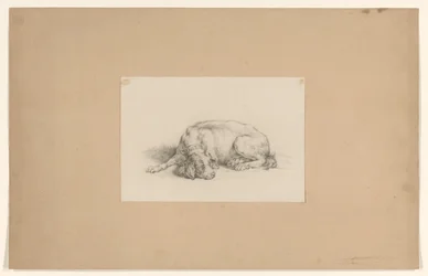 横たわっている犬