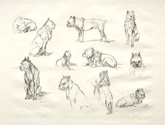 犬の研究
