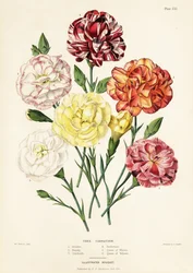 カーネーションの木の品種、Dianthus caryophyllus: Ariadne 1、Beauty 2、Garibaldi 3、Perfection 4、Queen of Whites 5、Queen of Yellows 6