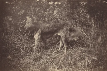 犬の習作、1870年代後半（写真）