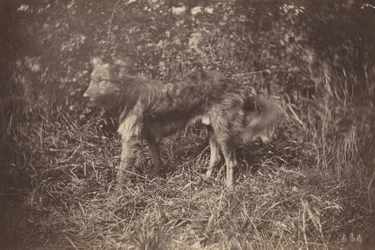 犬の研究