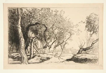 ねじれた木 (サン・ジャン・ド・モン)