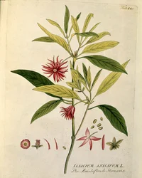 植物：アニスの星（Illicium anisatum） Joseph Jacobi Plenck (1735-1807) 1788-1803による「Medicinalium secundum Linnaei digestarum」から描かれたプレート 個人蔵