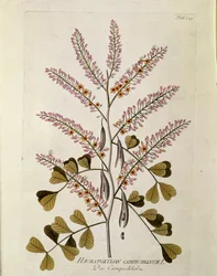 ボタニカル："Campeche" (Haematoxylon campechianum) Joseph Jacobi Plenck (1735-1807) 1788-1803の "Medicinalium secundum Linnaei digestarum "から引き出されたプランク 個人蔵