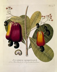 植物学：「カシューナッツ」（西洋アナカルディウム） ジョセフ・ヤコビ・プレンク（1735-1807）著 "Medicinalium secundum Linnaei digestarum" 1788-1803 個人蔵より抜粋。