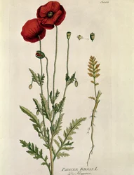 植物学：「赤いケシ」（Papaver rhaeas） ジョセフ・ヤコビ・プレンク（1735-1807）作 "Medicinalium secundum Linnaei Digestarumó" から描かれたプレート 1788-1803 個人蔵