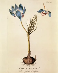 植物学："サフラン" (Crocus sativum) ジョゼフ・ヤコビ・プリンク（1735-1807）著 "Medicinalium secundum Linnaei digestarum" より抜粋 1788-1803 個人蔵