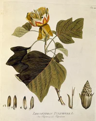 植物学："Tulipier of Virginia" (Liriodendron tulipifera) Joseph Jacobi Plenck (1735-1807) 1788-1803 個人蔵 "Medicinalium secundum Linnaei digestarum" より引用。