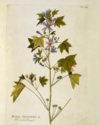 植物：大紫（Malva sylvestris） Joseph Jacobi Plenck (1735-1807) 1788-1803による「Medicinalium secundum Linnaei digestarum」から描かれたプレート 個人蔵