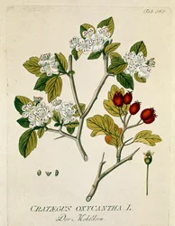 植物：「spinous aubepine」（Crataegus oxycantha）プランクは、Joseph Jacobi Plenck（1735-1807）の「Medicinalium secundum Linnaei digestarum」から引いたもので、1788-1803 個人蔵。