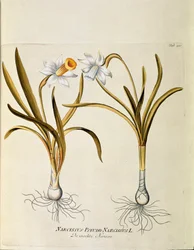 植物学：「黄水仙」（Narcissus pseudonarcissus） ジョセフ・ヤコビ・プリンク（Joseph Jacobi Plenck, 1735-1807） 1788-1803 個人蔵 "Medicinalium secundum Linnaei digestarum" より抜粋。