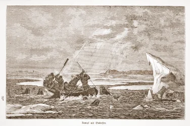 セイウチとの戦い、1876