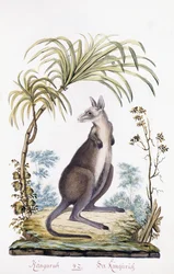 カンガルー、1794