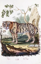 タイガー、1794