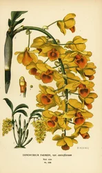 紫胡蝶蘭、Dendrobium farmeri var. aureoflavum。Edward Step