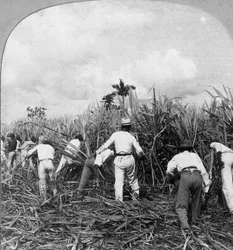 サトウキビの収穫、リオペドロ、ポルトリコ、1900年。