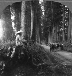 1905年の日光への神聖な道。