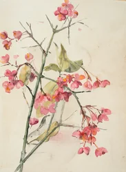 ピンクの花（紙に水彩）