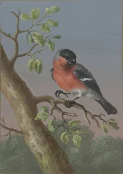 ウソ 4 羽の鳥のガッシュ (シリーズ タイトル)