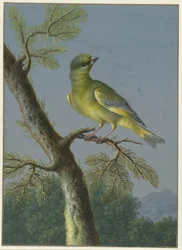 グリーンフィンチ 4 羽の鳥のガッシュ (シリーズ タイトル)
