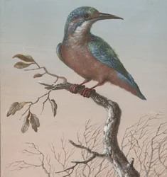 カワセミ 4 羽の鳥のガッシュ (シリーズ タイトル)