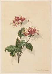枝野生スイカズラ (Lonicera periclymenum)